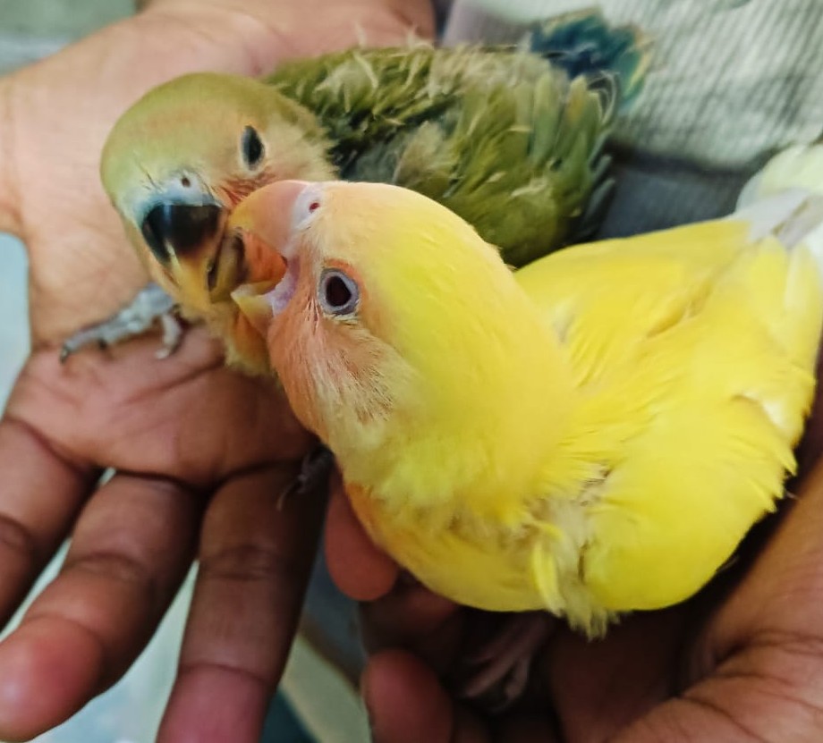 PetTreat founding story